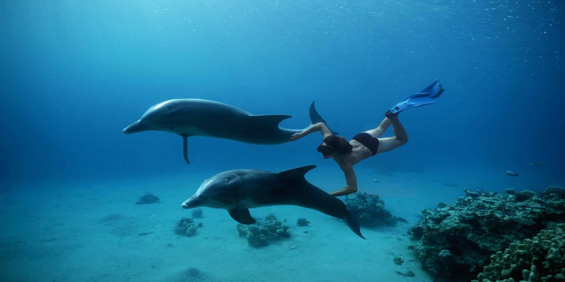 dolphins